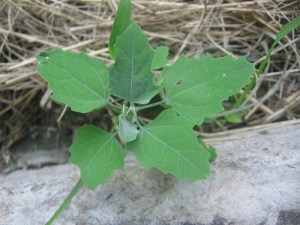lambs-quarters2